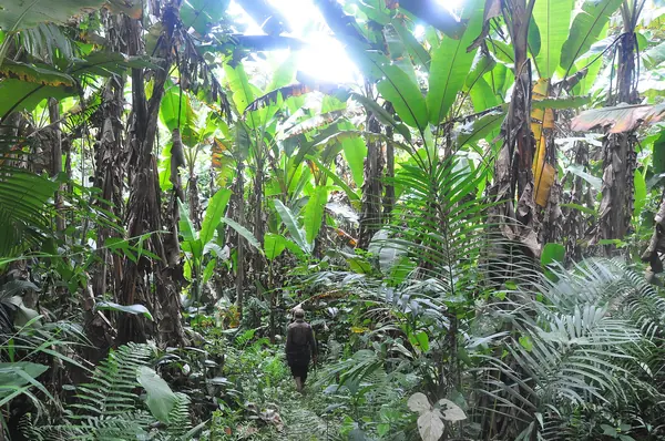 ป่าสงวนน้ำฮ้า หลวงน้ำทา
